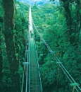 treetop-walkways_monteverde